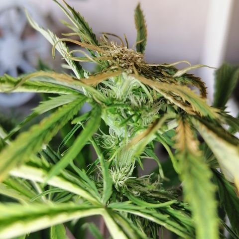 Glue Gelato Auto #1 growlog timeline photo