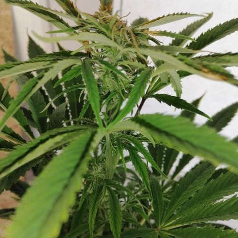 Glue Gelato Auto #1 growlog timeline photo