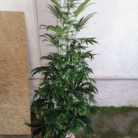Glue Gelato Auto #1 growlog timeline photo