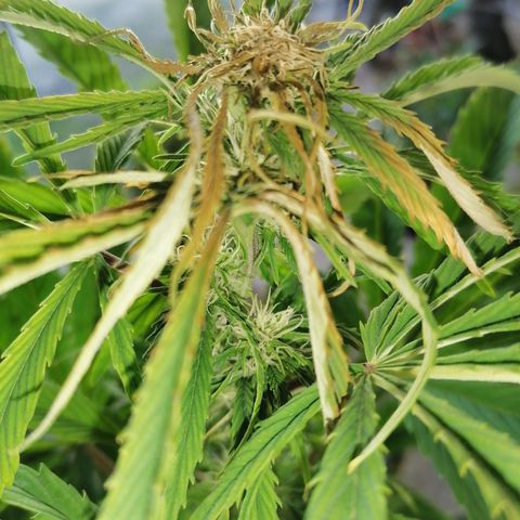 Glue Gelato Auto #1 growlog timeline photo