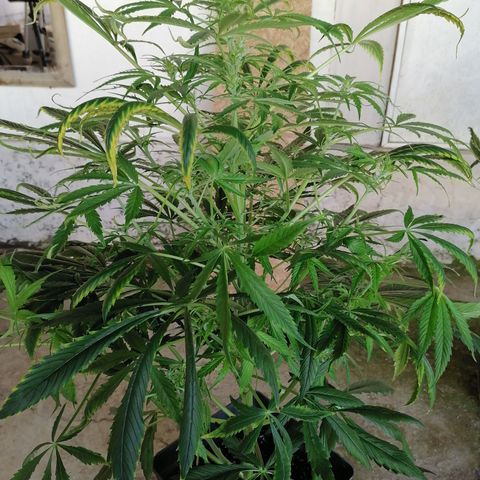 Auto green crack  #1 growlog timeline photo