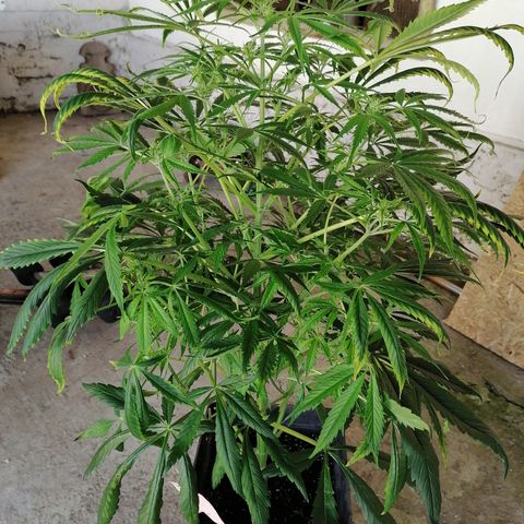 Auto green crack  #1 growlog timeline photo