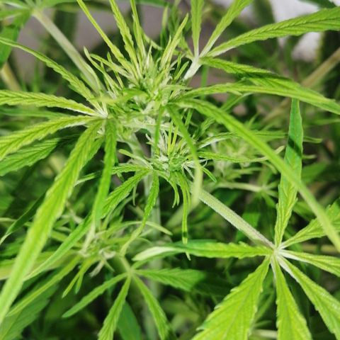 Auto green crack  #1 growlog timeline photo