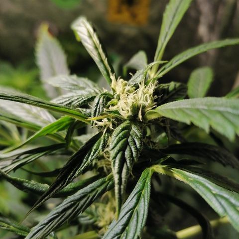 Cheese 3 growlog timeline photo