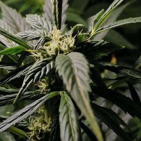 Cheese 3 growlog timeline photo