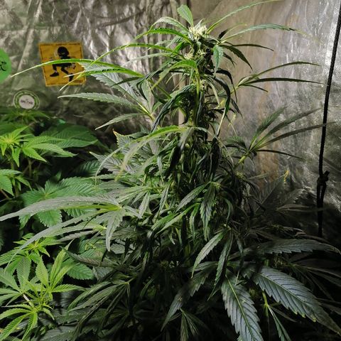 Cheese 3 growlog timeline photo