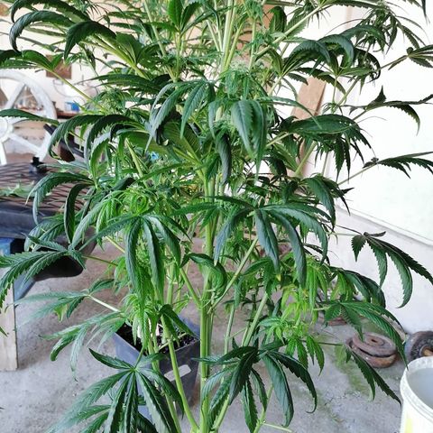 Glue Gelato Auto #3 growlog timeline photo