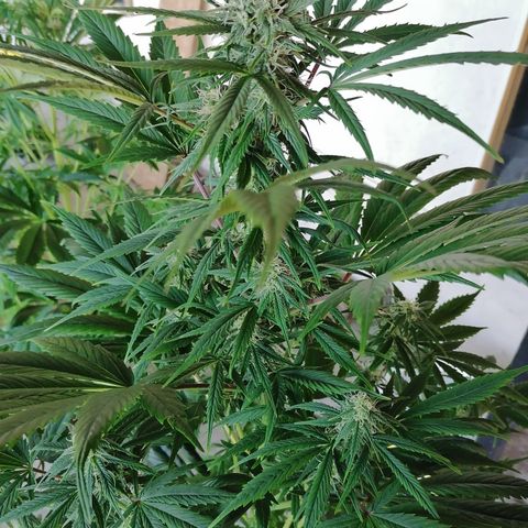 Glue Gelato Auto #3 growlog timeline photo