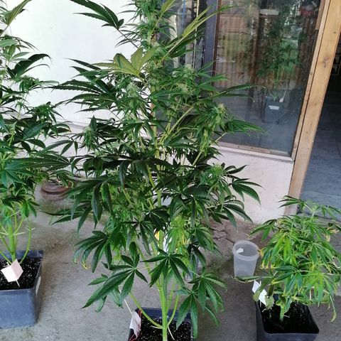 Glue Gelato Auto #3 growlog timeline photo
