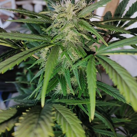 Glue Gelato Auto #3 growlog timeline photo