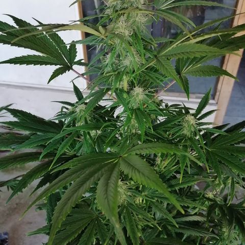 Glue Gelato Auto #3 growlog timeline photo
