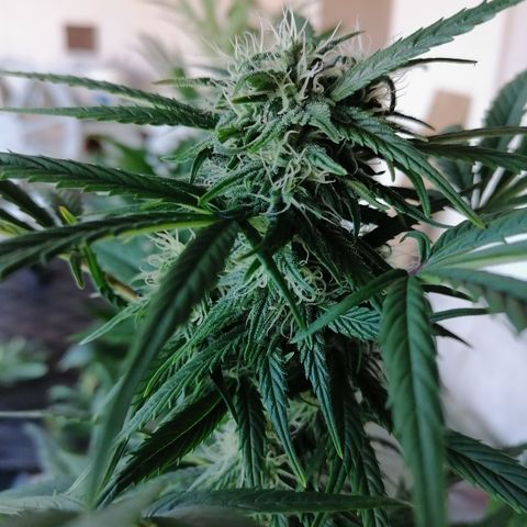 Glue Gelato Auto #3 growlog timeline photo