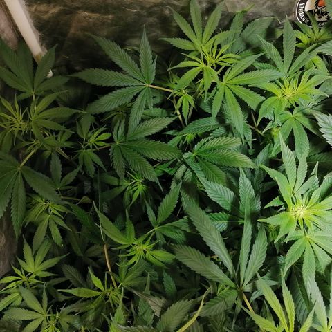 Cookies kush #2 growlog timeline photo