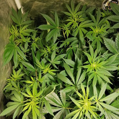 Cookies kush #2 growlog timeline photo