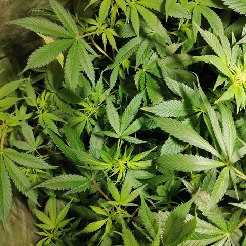 Cookies kush #2 growlog timeline photo
