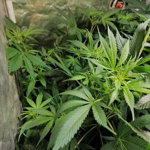 Cookies kush #2 growlog timeline photo