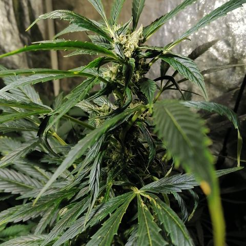 Cheese 3 growlog timeline photo