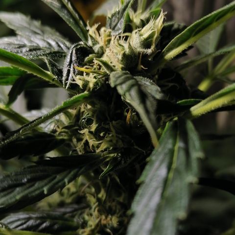 Cheese 3 growlog timeline photo