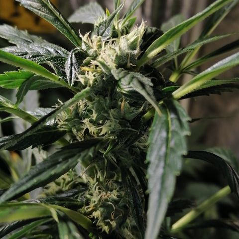 Cheese 3 growlog timeline photo