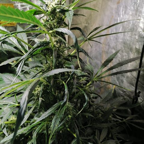 Cheese 3 growlog timeline photo
