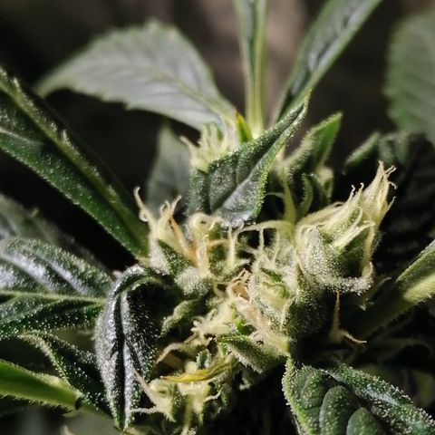 Cheese 3 growlog timeline photo