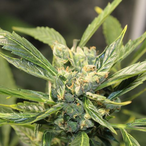 Cheese 3 growlog timeline photo
