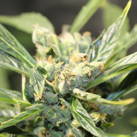 Cheese 3 growlog timeline photo