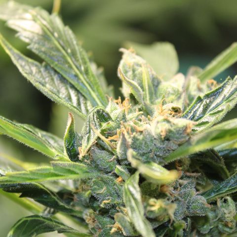Cheese 3 growlog timeline photo