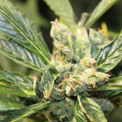 Cheese 3 growlog timeline photo