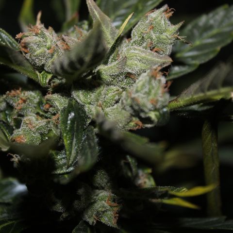 Cheese 3 growlog timeline photo