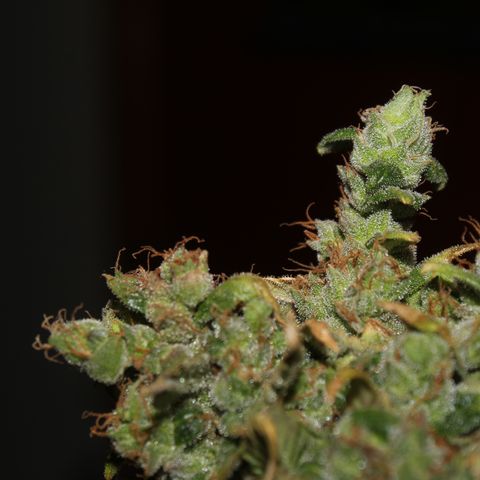 Glue Gelato Auto #3 growlog timeline photo