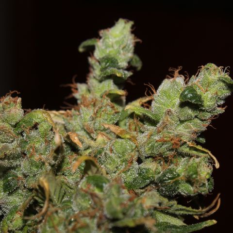 Glue Gelato Auto #3 growlog timeline photo