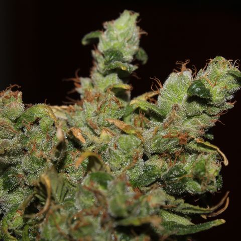 Glue Gelato Auto #3 growlog timeline photo