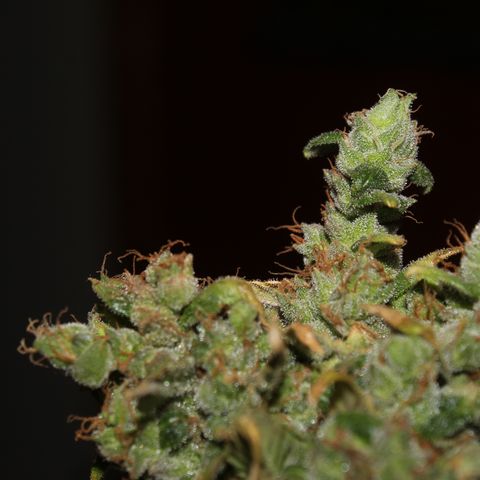 Glue Gelato Auto #3 growlog timeline photo