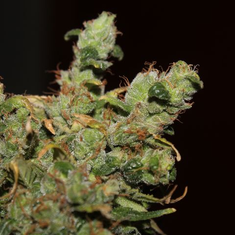 Glue Gelato Auto #3 growlog timeline photo