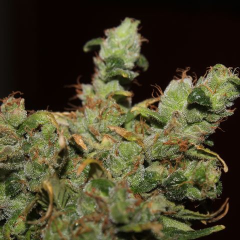 Glue Gelato Auto #3 growlog timeline photo