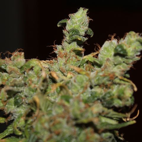 Glue Gelato Auto #3 growlog timeline photo