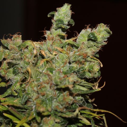 Glue Gelato Auto #3 growlog timeline photo