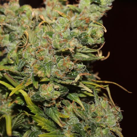 Glue Gelato Auto #3 growlog timeline photo
