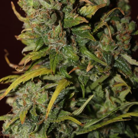 Glue Gelato Auto #3 growlog timeline photo