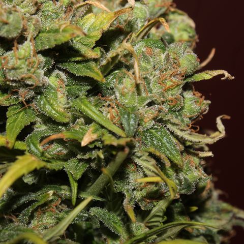 Glue Gelato Auto #3 growlog timeline photo