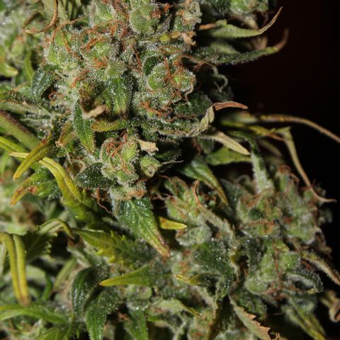 Glue Gelato Auto #3 growlog timeline photo