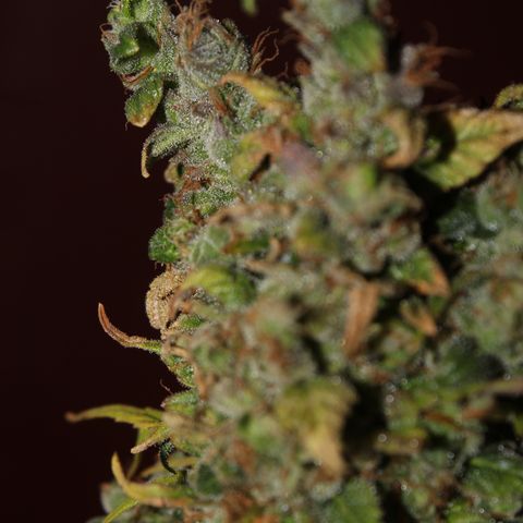 Glue Gelato Auto #3 growlog timeline photo