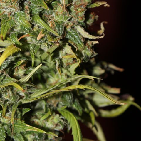 Glue Gelato Auto #3 growlog timeline photo