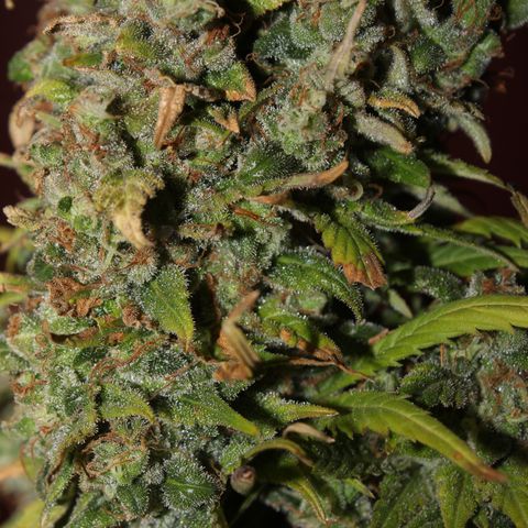 Glue Gelato Auto #3 growlog timeline photo