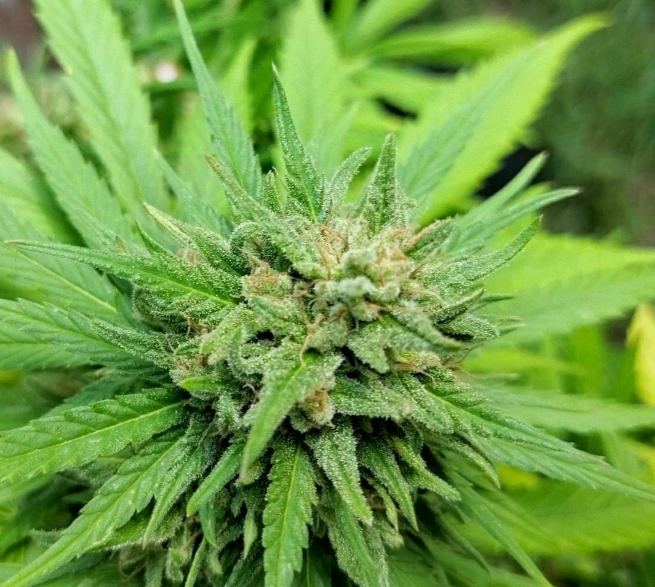 Special kush 1 growlog header