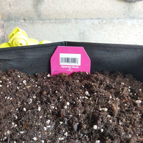 Special kush 1  growlog photo