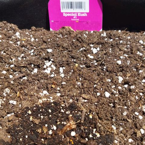 Special kush 1  growlog photo
