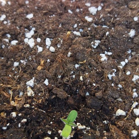 Special kush 1  growlog photo