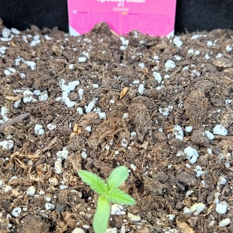 Special kush 1  growlog photo